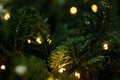 Close-up of illuminated christmas tree at night