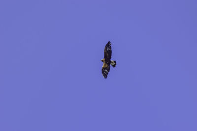 Low angle view of a bird flying against clear blue sky