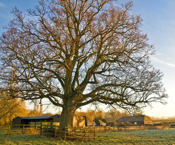 Bare tree on field against sky