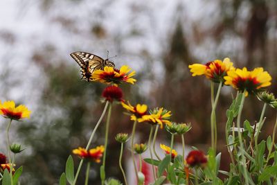 Close-up of butterfly pollinating on flower