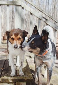 Portrait of two dogs on wood