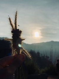 Hand holding plant against sky during sunset