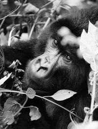 Close-up of female looking away