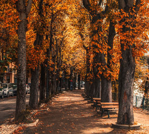 Footpath amidst trees in park during autumn