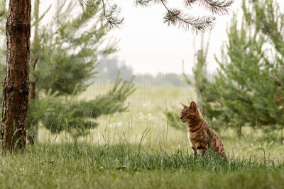 Portrait of cat on field