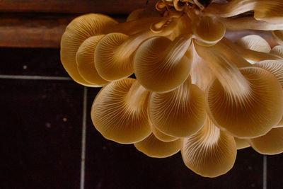 Close-up of mushrooms