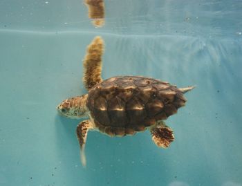 Close-up of turtle swimming in sea