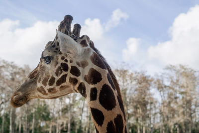 View of giraffe against sky