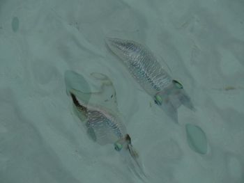 Squids swimming in water