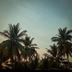 Low angle view of palm trees against sky