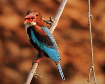 Different moods of white-throated kingfisher