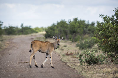 Side view of deer standing on road