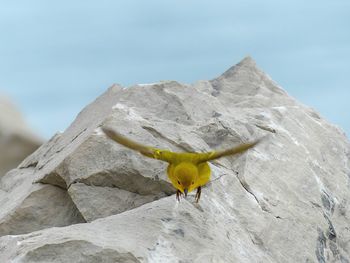 Low angle view of a bird on rock