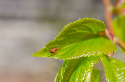 Close-up of insect on leaf