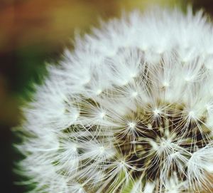 Close-up of white dandelion