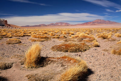 Scenic view of desert against sky