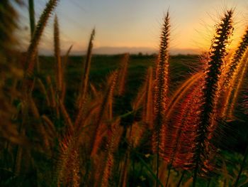 Close-up of wheat growing on field at sunset