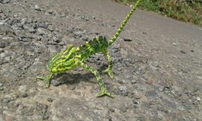 HIGH ANGLE VIEW OF CATERPILLAR ON PLANT AT FIELD