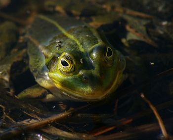 Close-up of turtle swimming in water