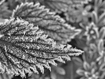 Close-up of frozen leaves during winter