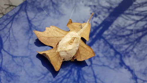 Close-up of dry maple leaf