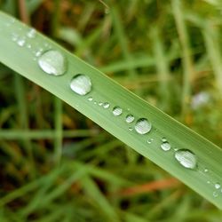 Close-up of wet grass