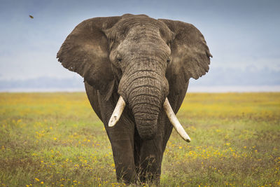 View of elephant on field