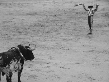 Horse standing on field