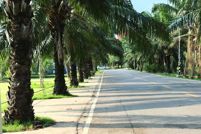 Empty road along trees