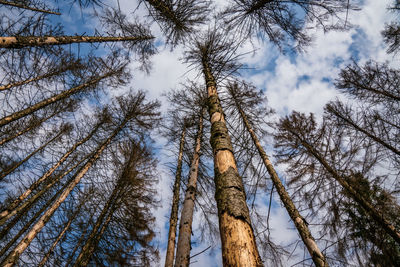 Low angle view of trees against sky