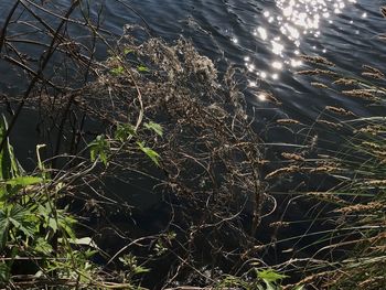 High angle view of plants on lake