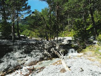 Scenic view of river amidst trees in forest