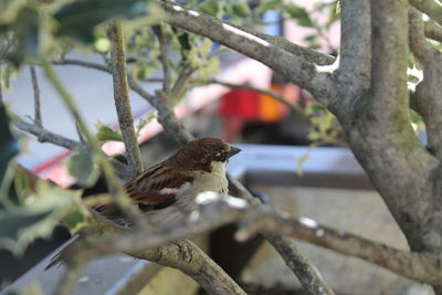 Low angle view of bird perching on branch