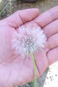 Close-up of hand holding flower