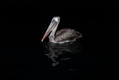 High angle view of pelican swimming in lake at night