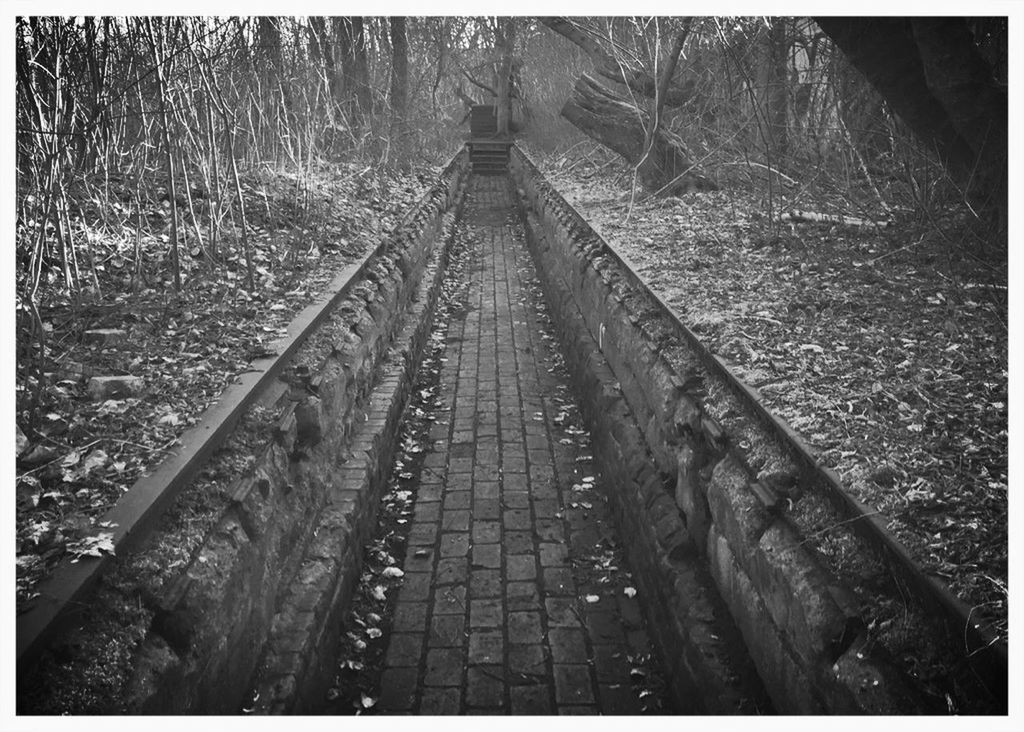 transfer print, auto post production filter, the way forward, tree, diminishing perspective, forest, connection, transportation, vanishing point, tranquility, railroad track, nature, bridge - man made structure, tranquil scene, long, outdoors, day, no people, footbridge, growth