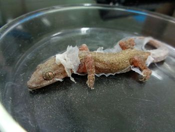 Close-up of fish in water