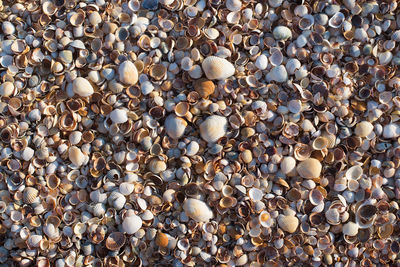 High angle view of shells on beach