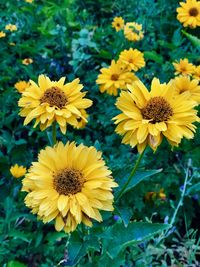 Close-up of yellow flowering plants on field