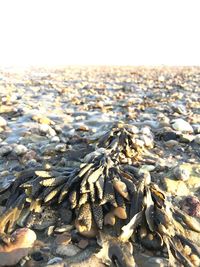 Surface level of pebble beach against clear sky