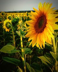 Close-up of sunflower blooming outdoors