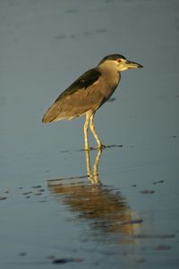 Bird perching in water