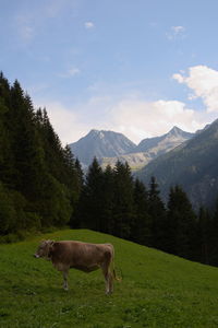 Cows in a field