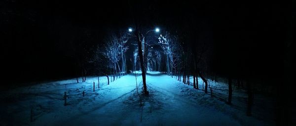 Trees on snow covered street at night