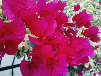 Close-up of pink flowers