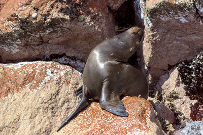 High angle view of sea lion on rock