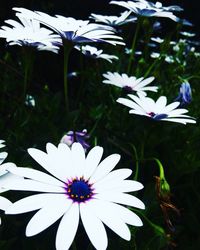 Close-up of osteospermum blooming outdoors