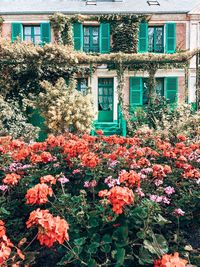 Flowering plants by building