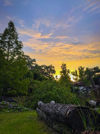 Scenic view of grassy field against sky at sunset