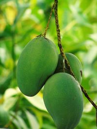 Close-up of fruits hanging on tree